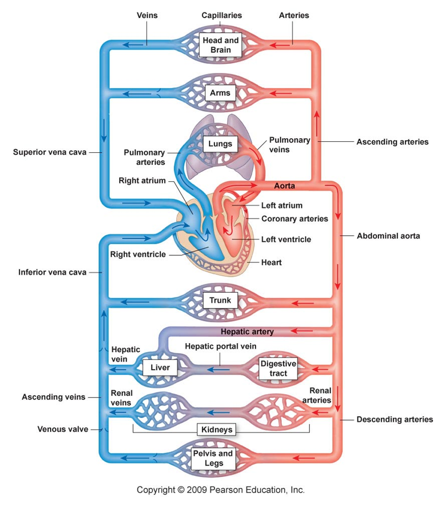 what are four functions of the circulatory system what are four functions of the circulatory system